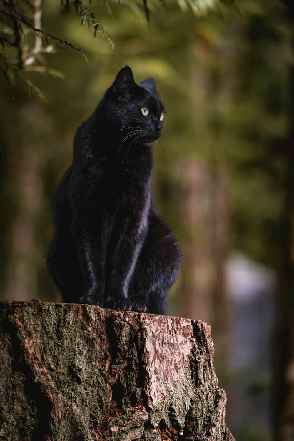 a black cat sitting on a tree stump