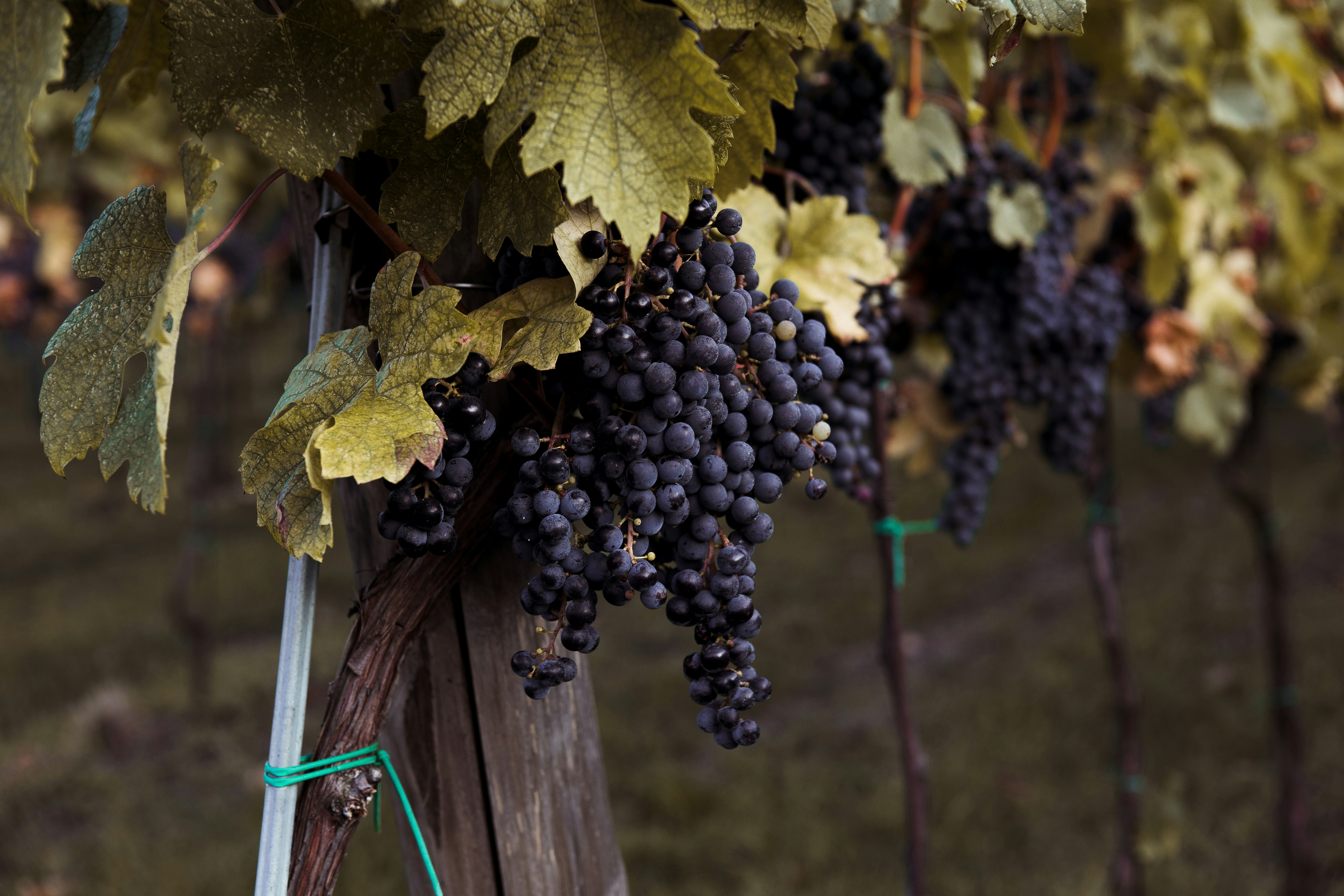 Une grappe de raisin sur une vigne