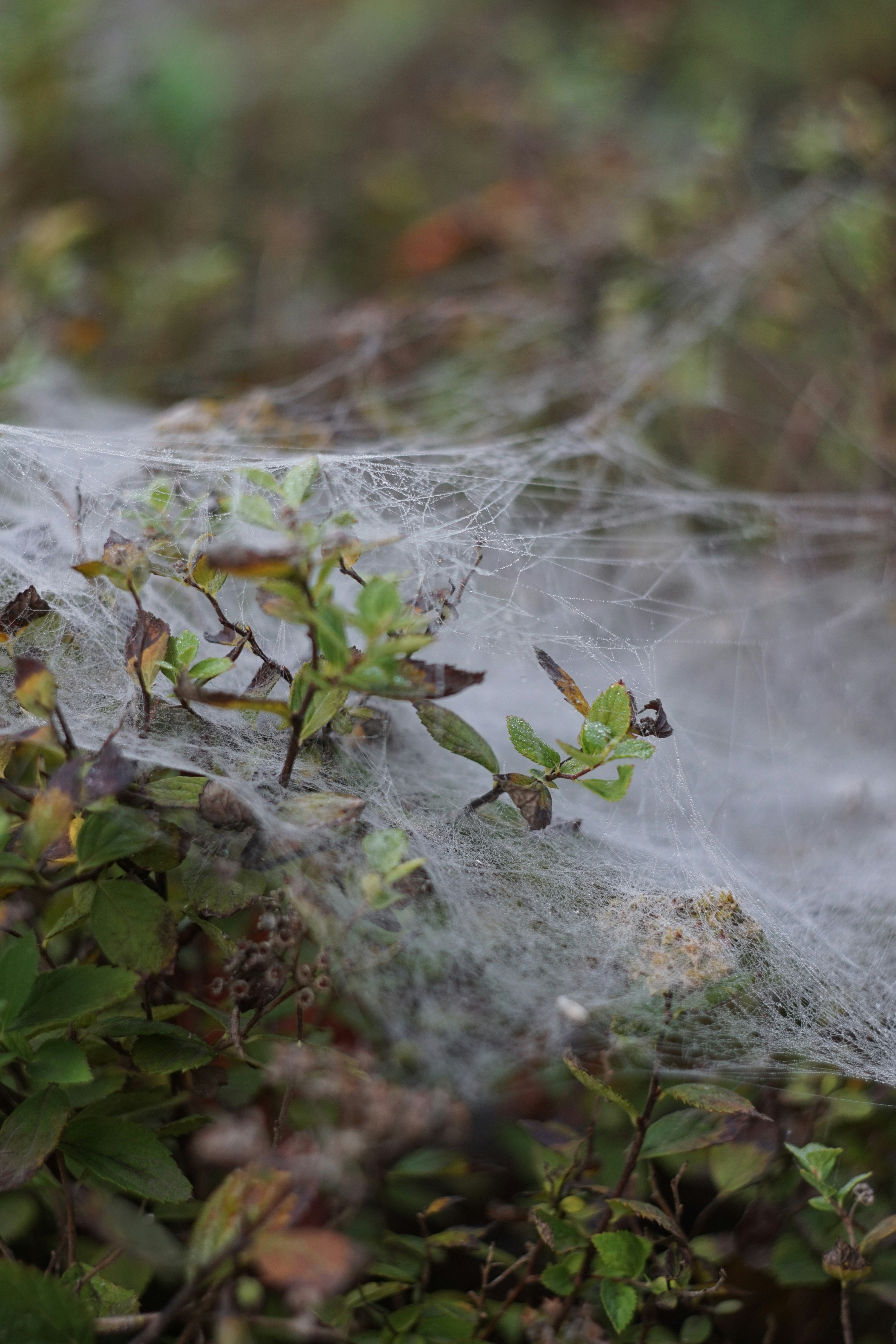 Photo by georgediama_exe