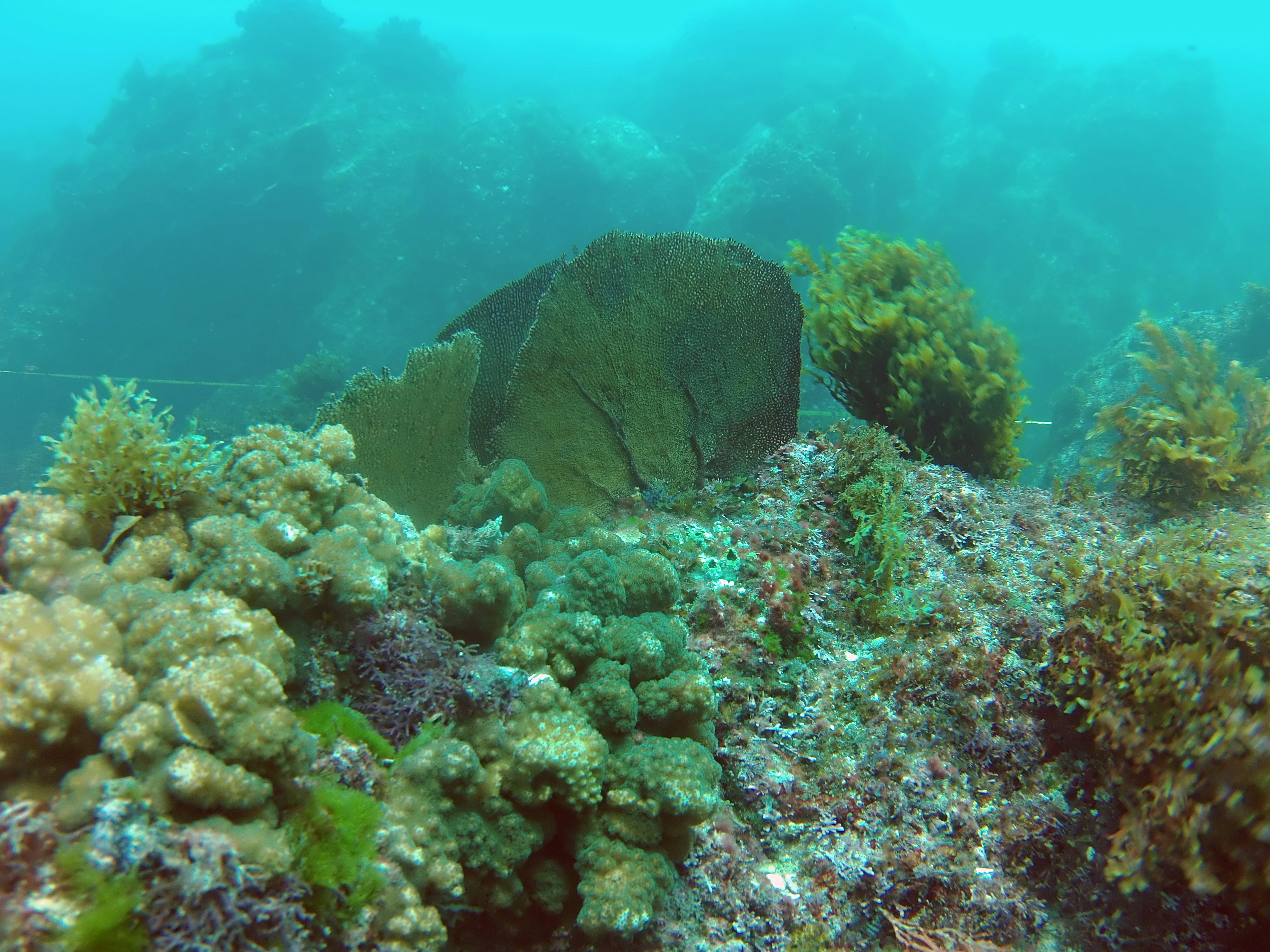a coral reef under water