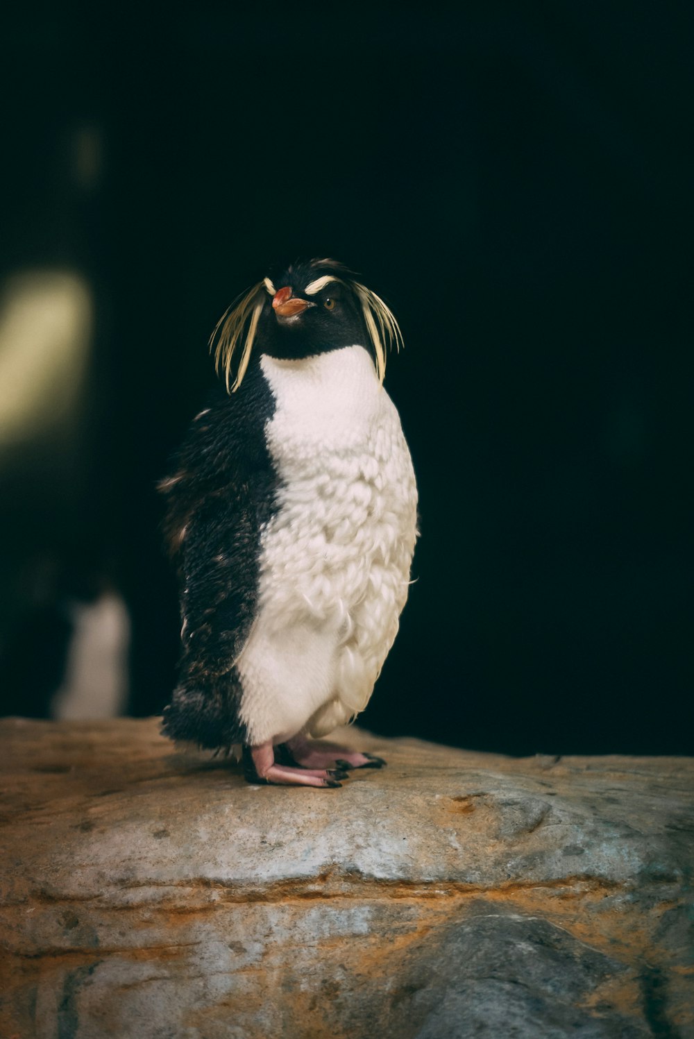 a bird with a penguin head