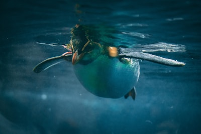 a shark with a crab on its back