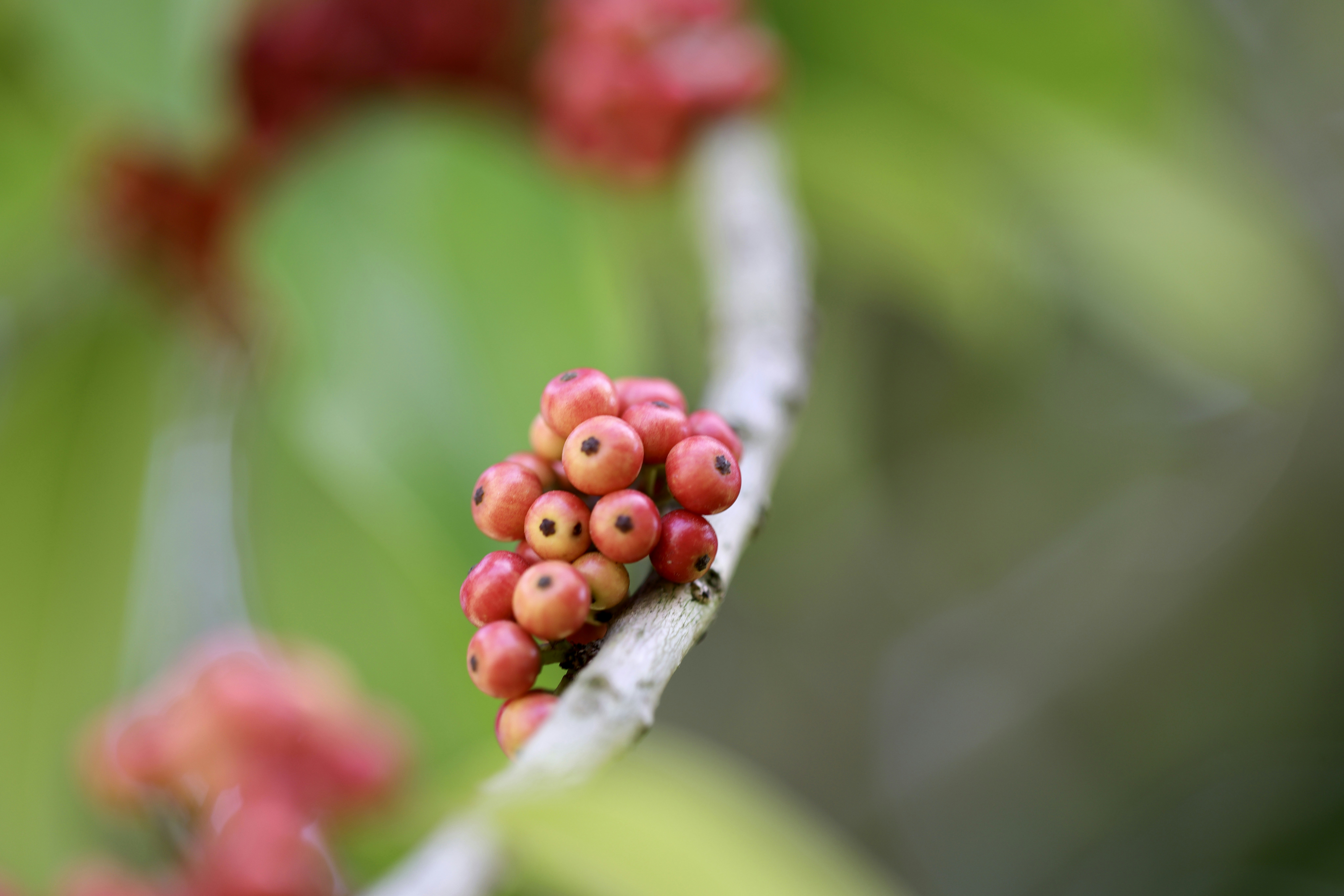 Photo by dickenslin76