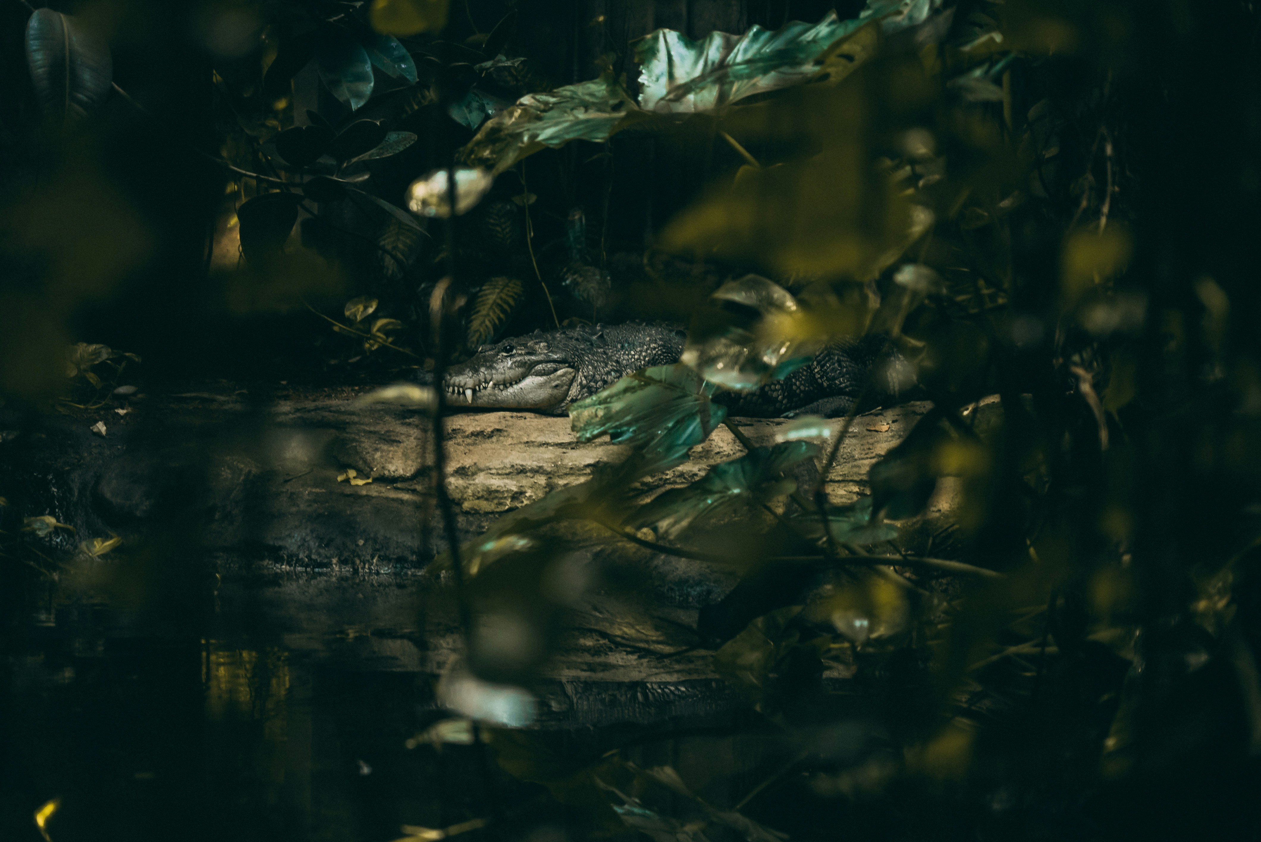 a group of turtles in water