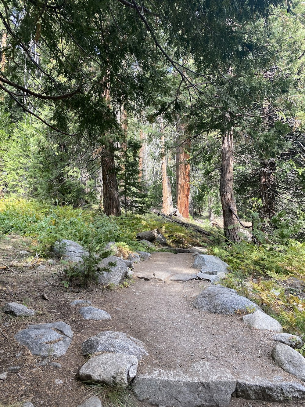 a path in the woods