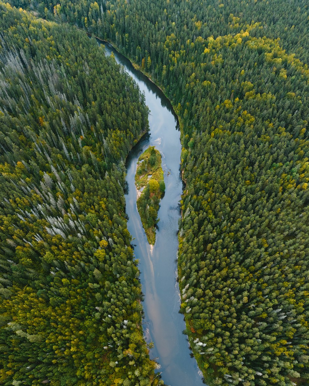 a river running through a forest