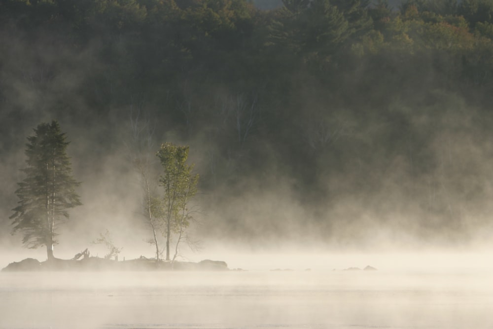 a forest with fog