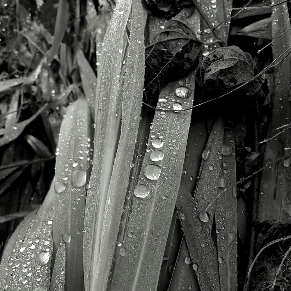 a close-up of a tree trunk