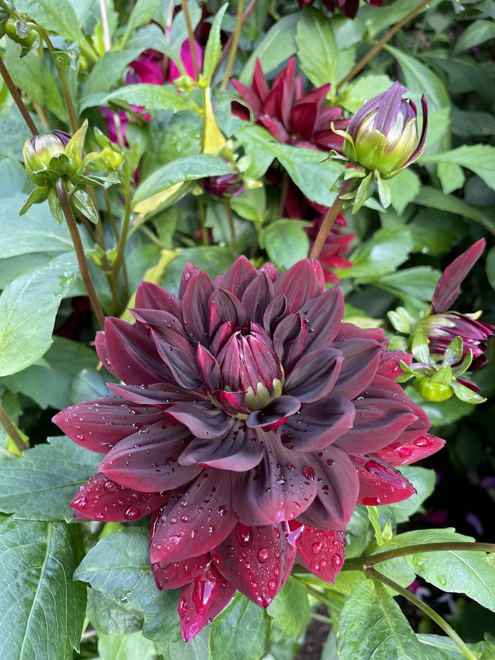 a purple flower with green leaves