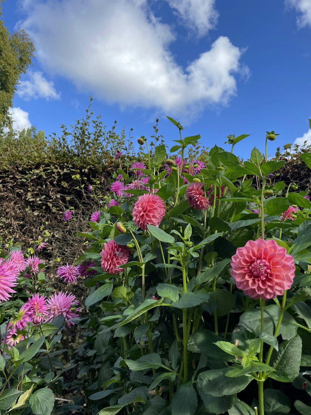 a group of flowers