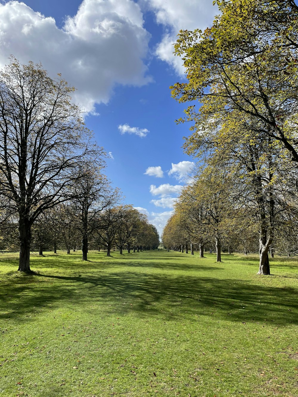 a grassy field with trees