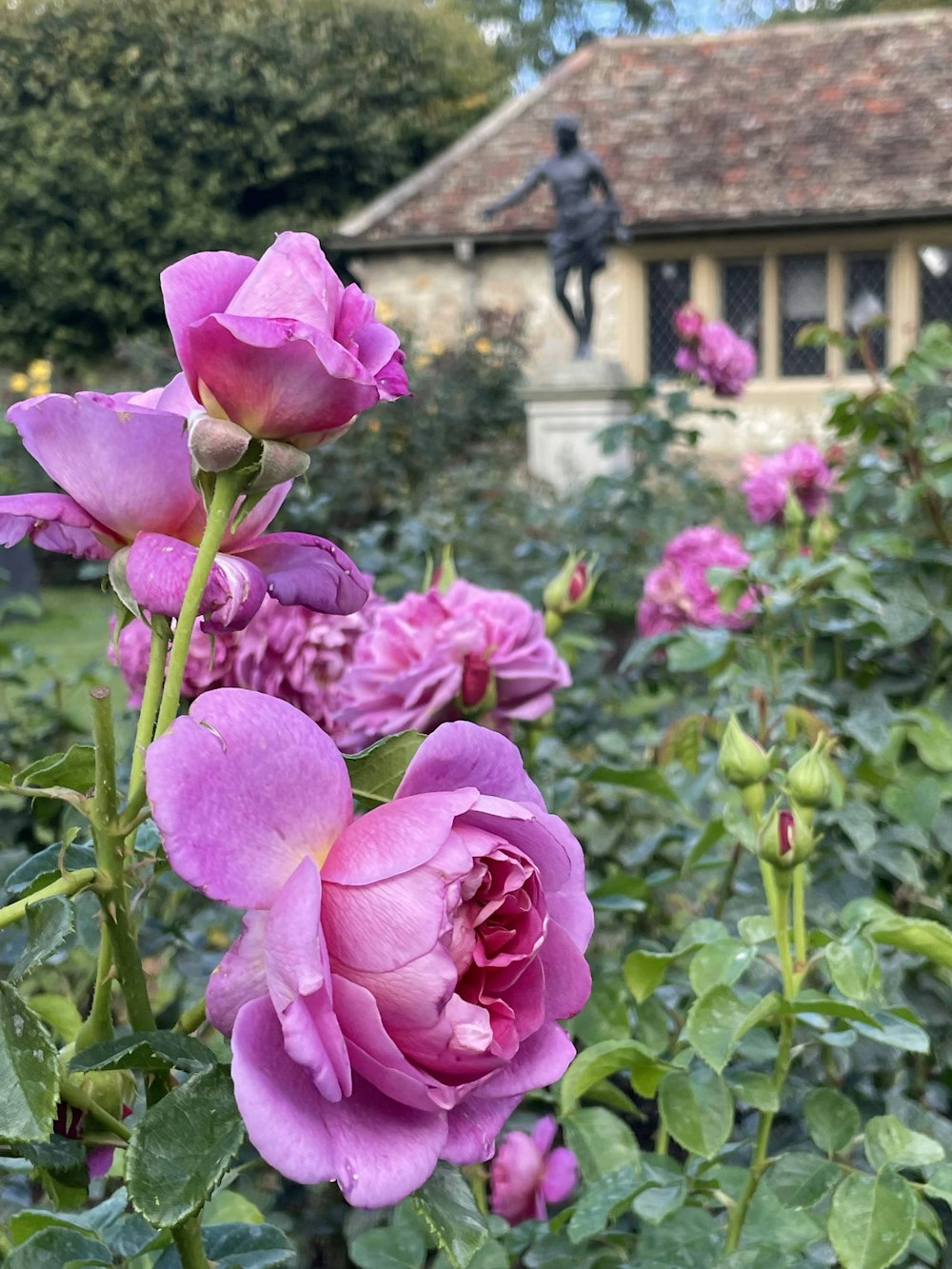 a group of flowers