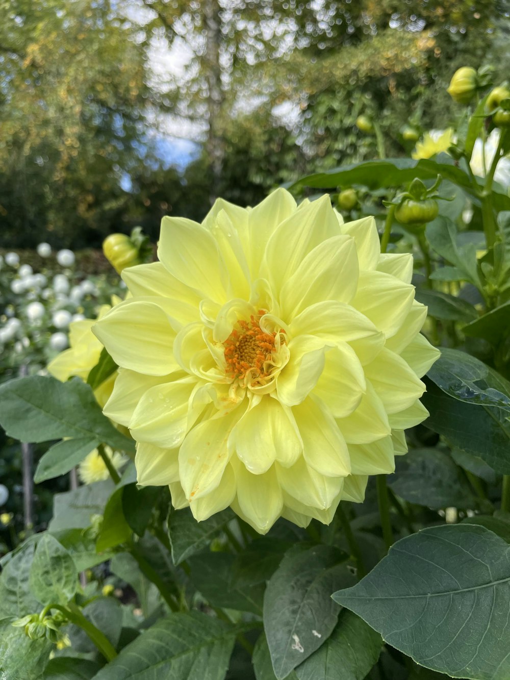 a yellow flower with green leaves