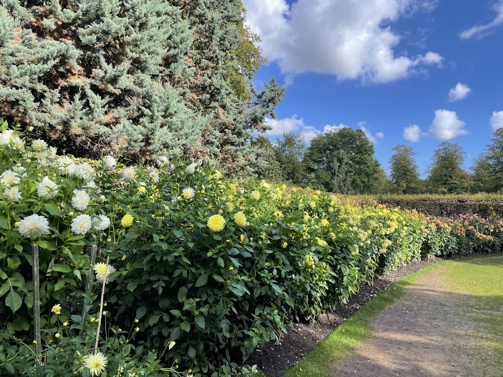 a garden with yellow flowers