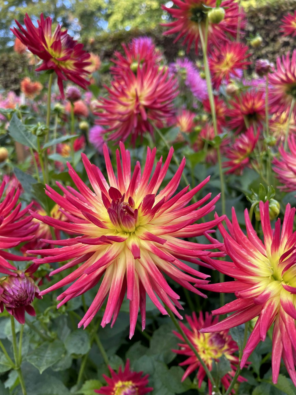 a group of flowers