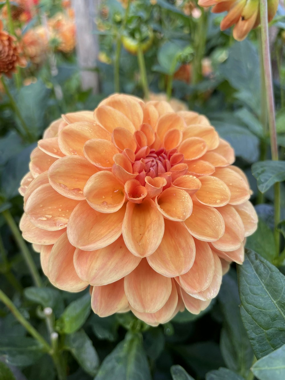 a close up of a flower