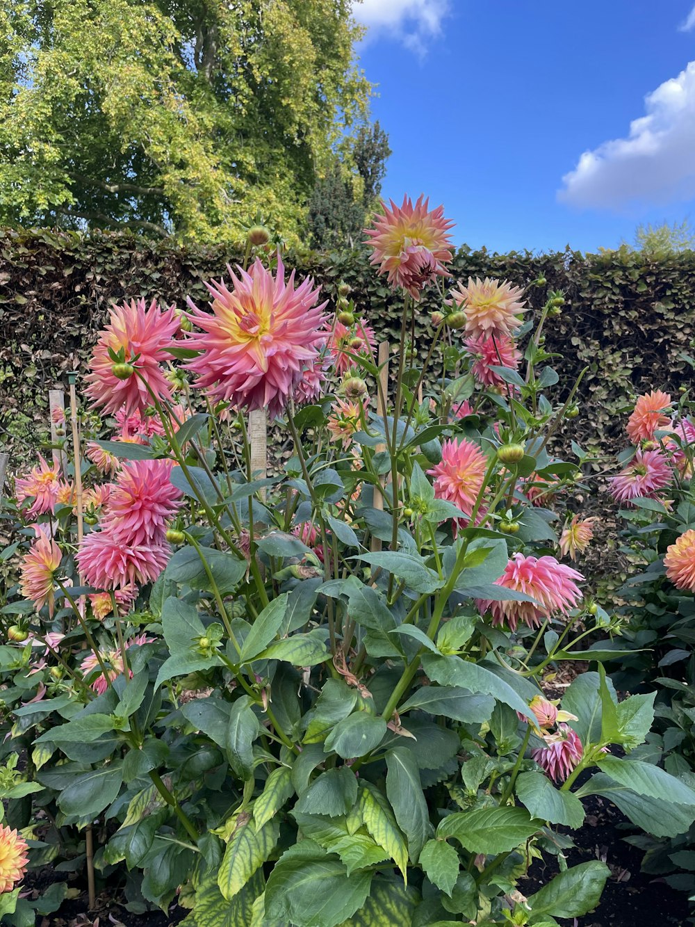 a group of flowers