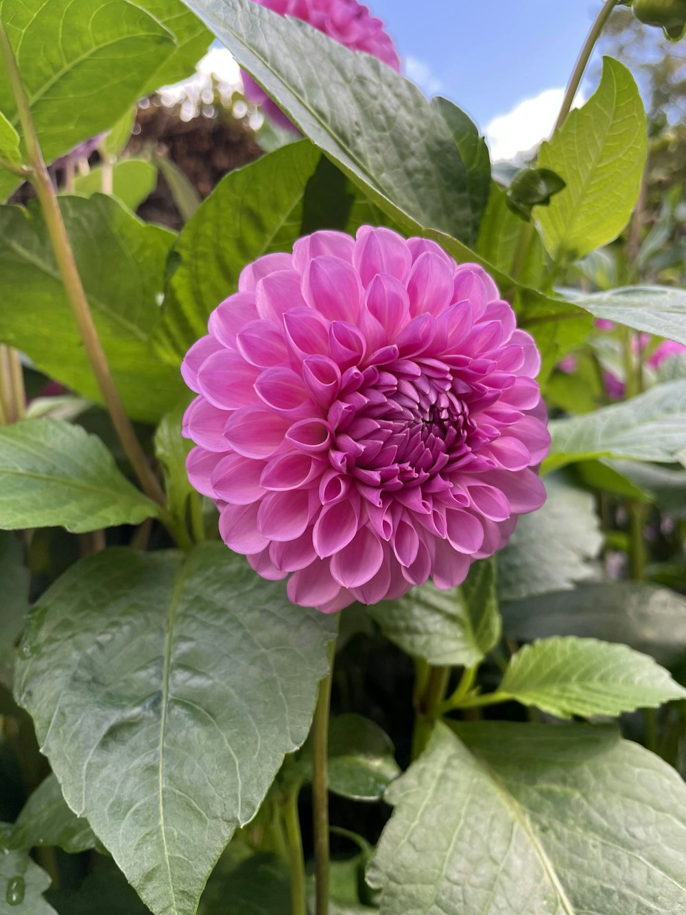 a purple flower with green leaves