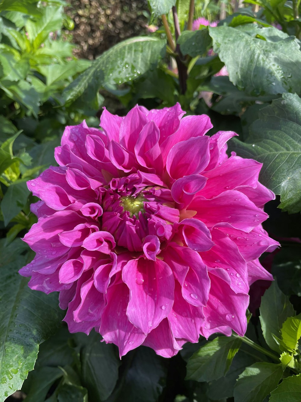a pink flower with green leaves