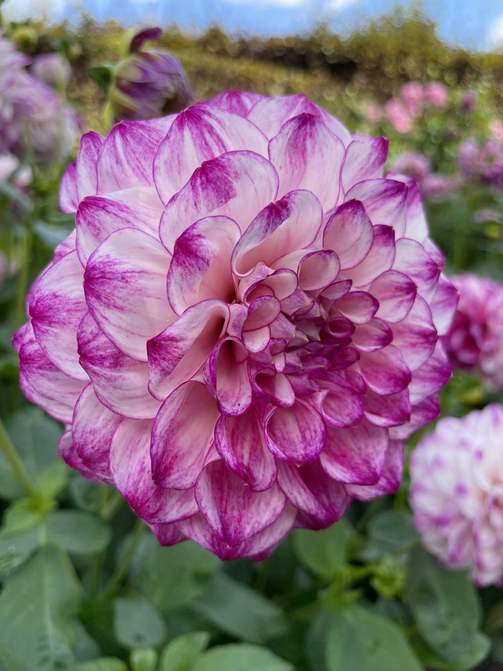 a close up of a flower