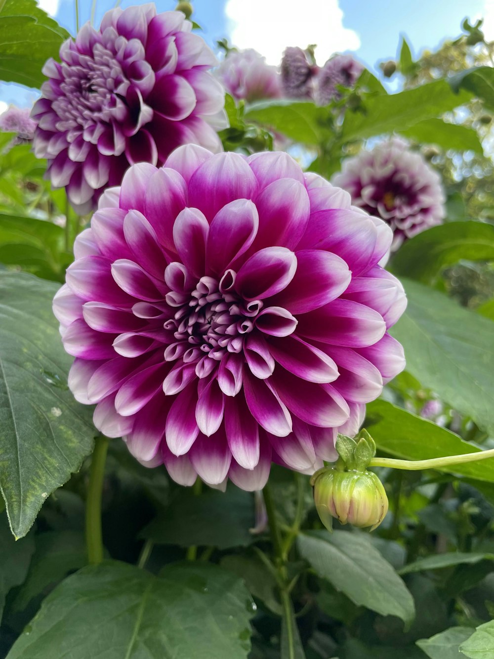 a group of purple flowers