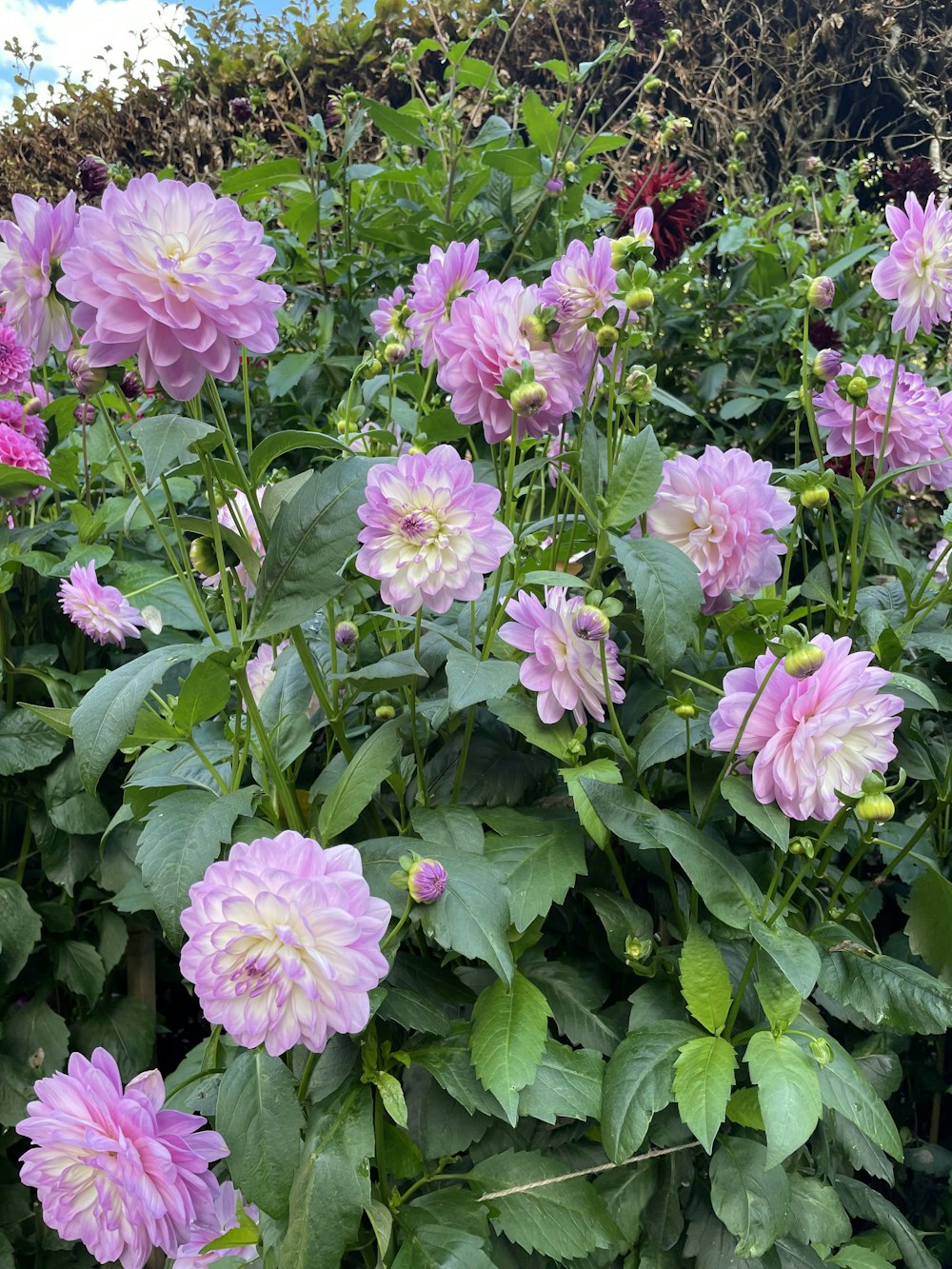 a group of flowers