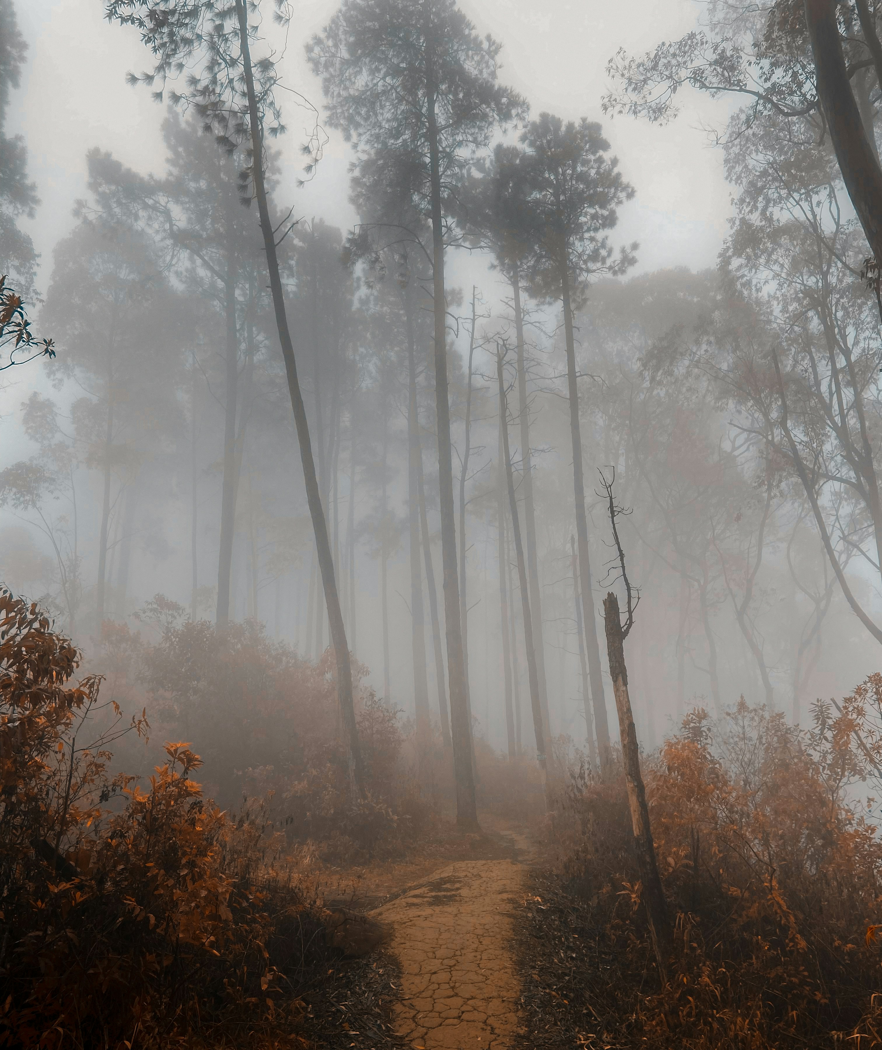 a dirt road in the woods