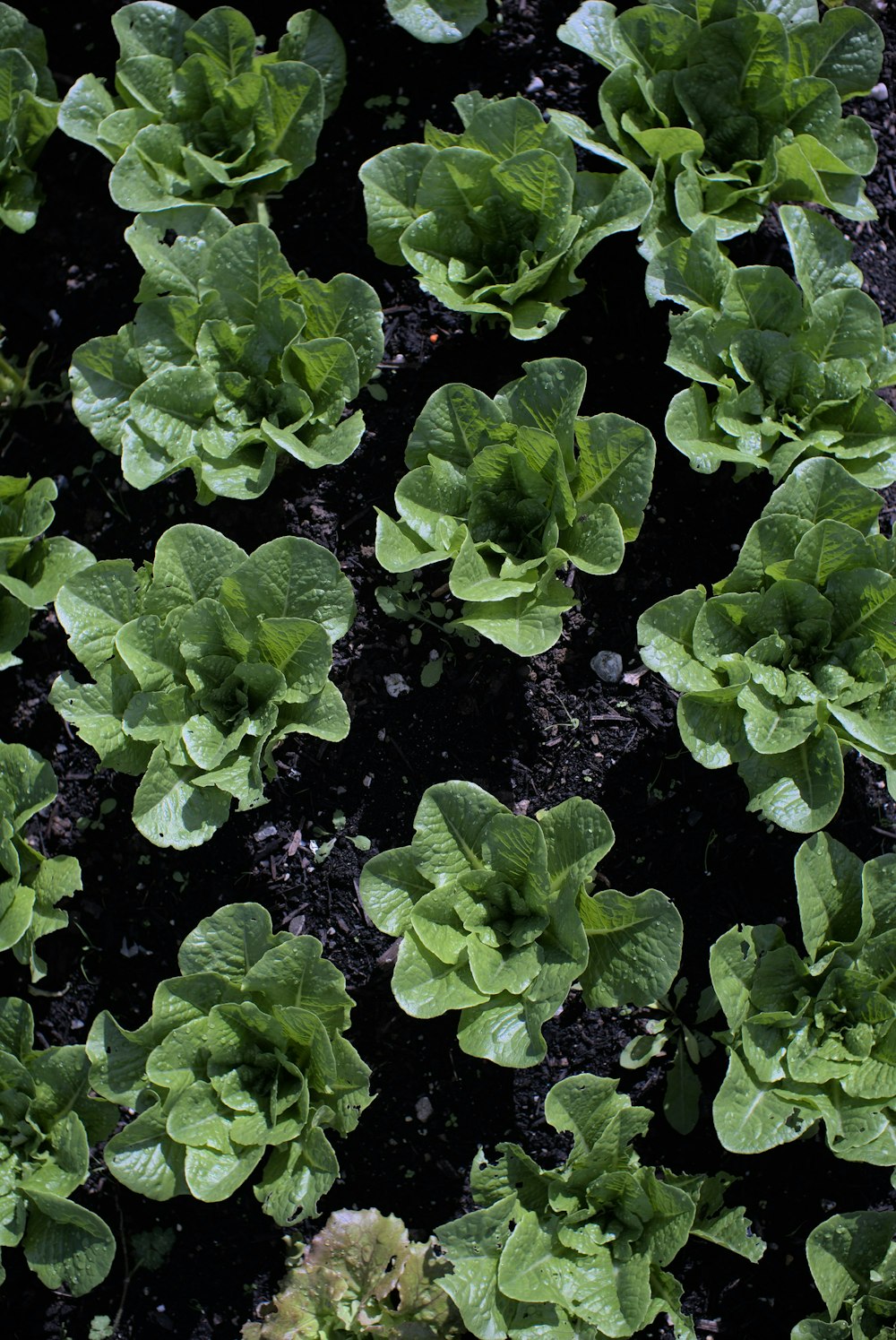 a group of green plants