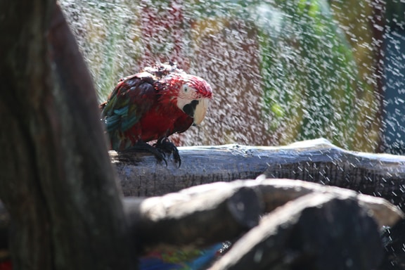 a colorful bird on a branch