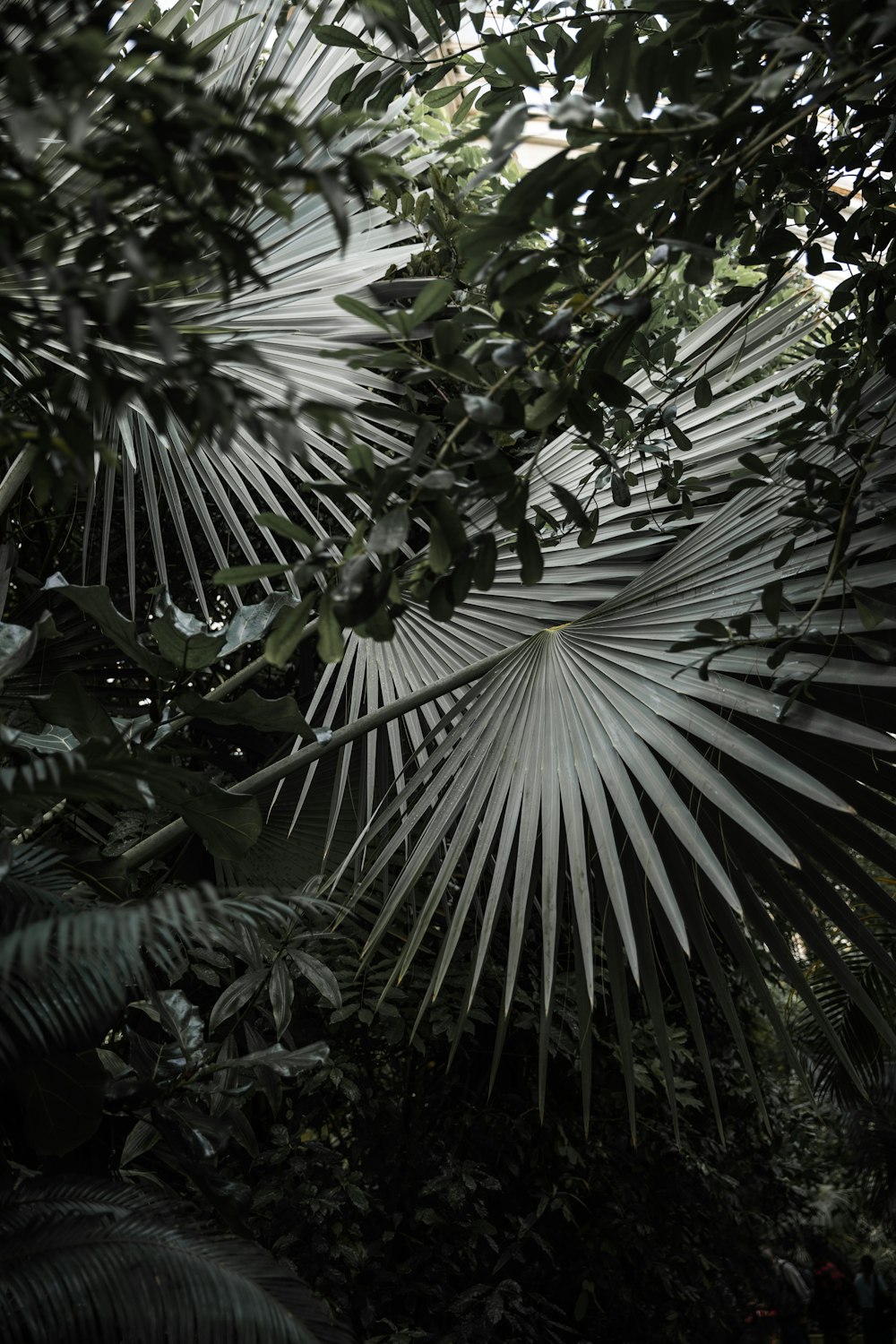 un arbre à nombreuses feuilles