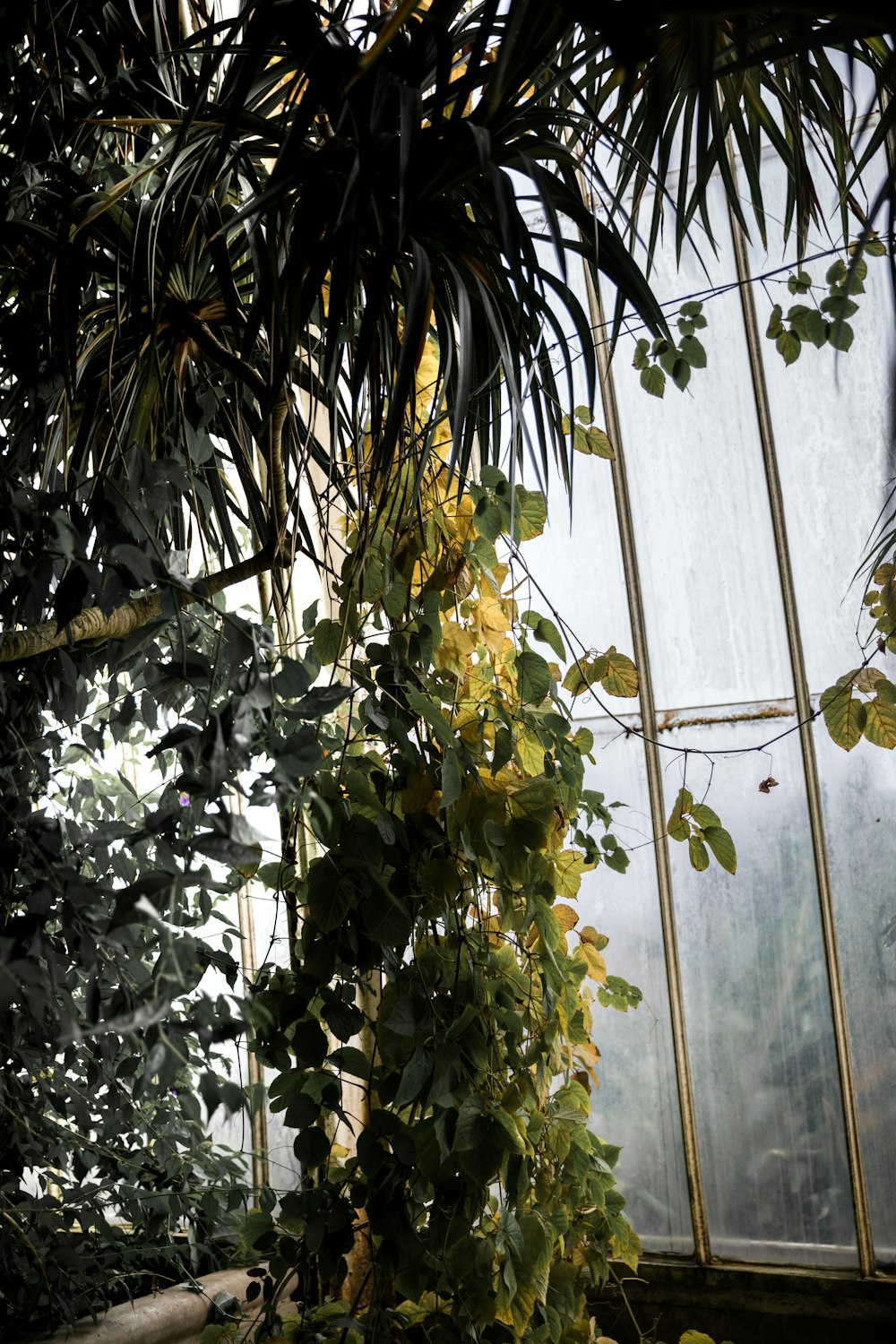 a tree with yellow flowers