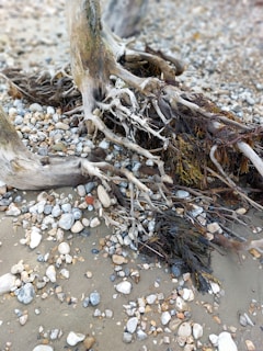 A collection of driftwood sculptures displayed on a sandy beach.