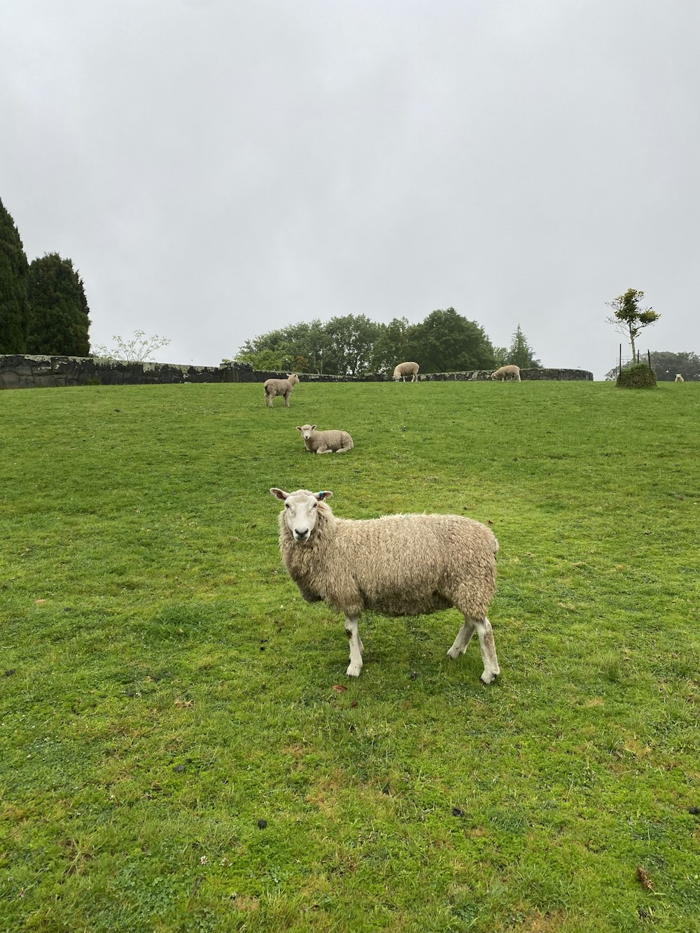 sheep in a field