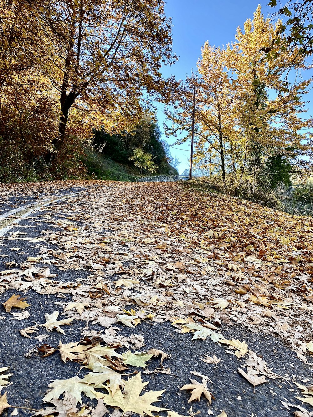 a path with fallen leaves