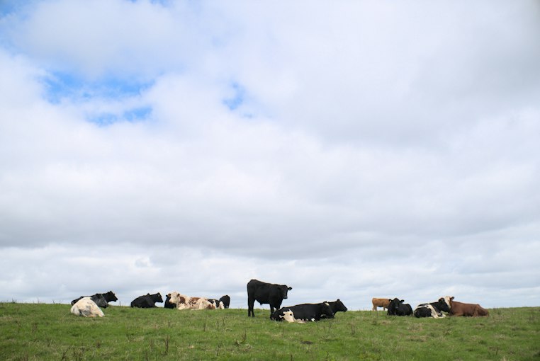 The Algorithm Decides When the Cow Gets Fed