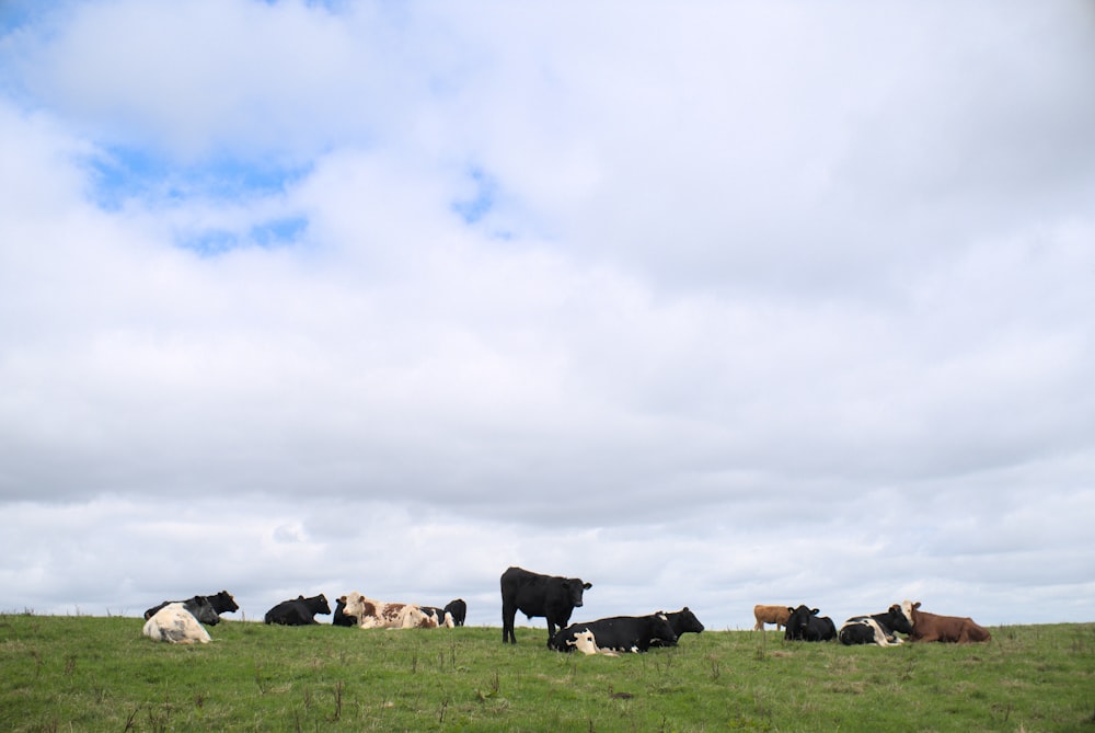a group of cows lay in a grassy field