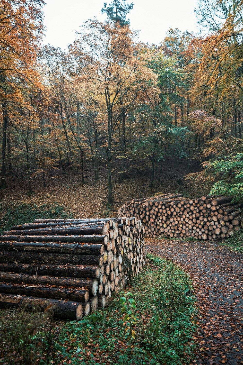 a stone staircase in a forest