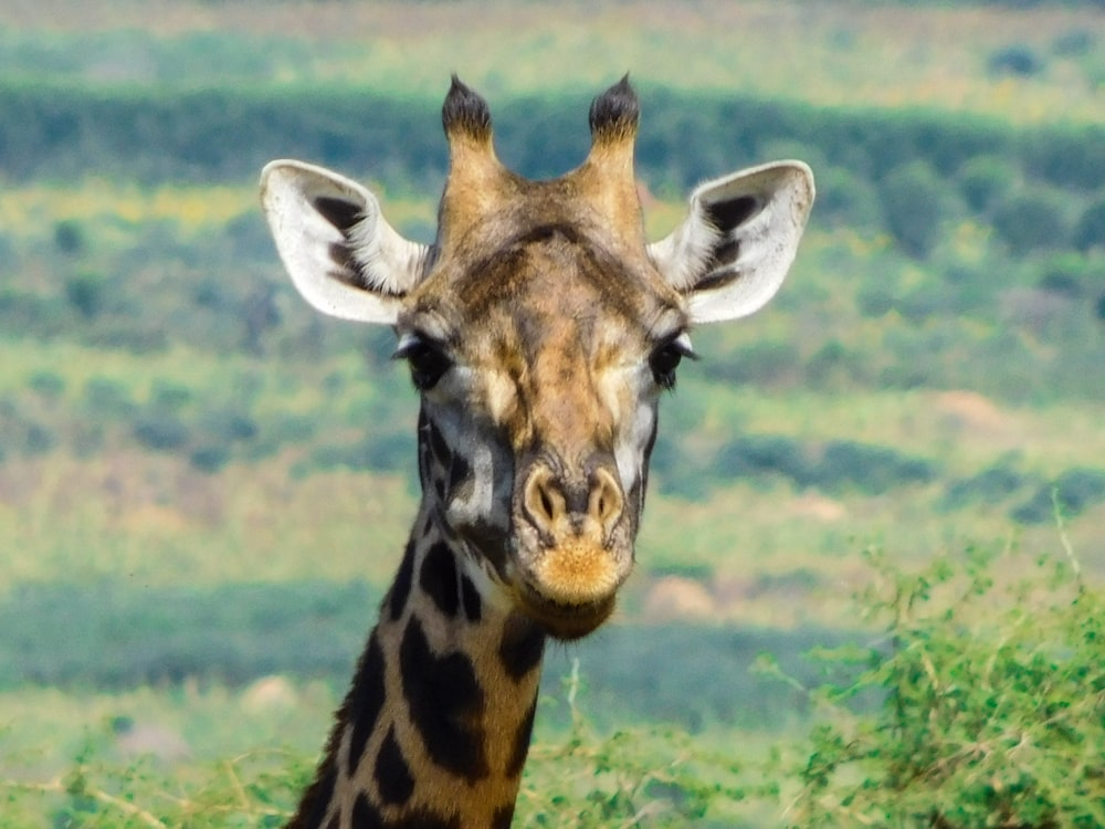 a giraffe stands in a field