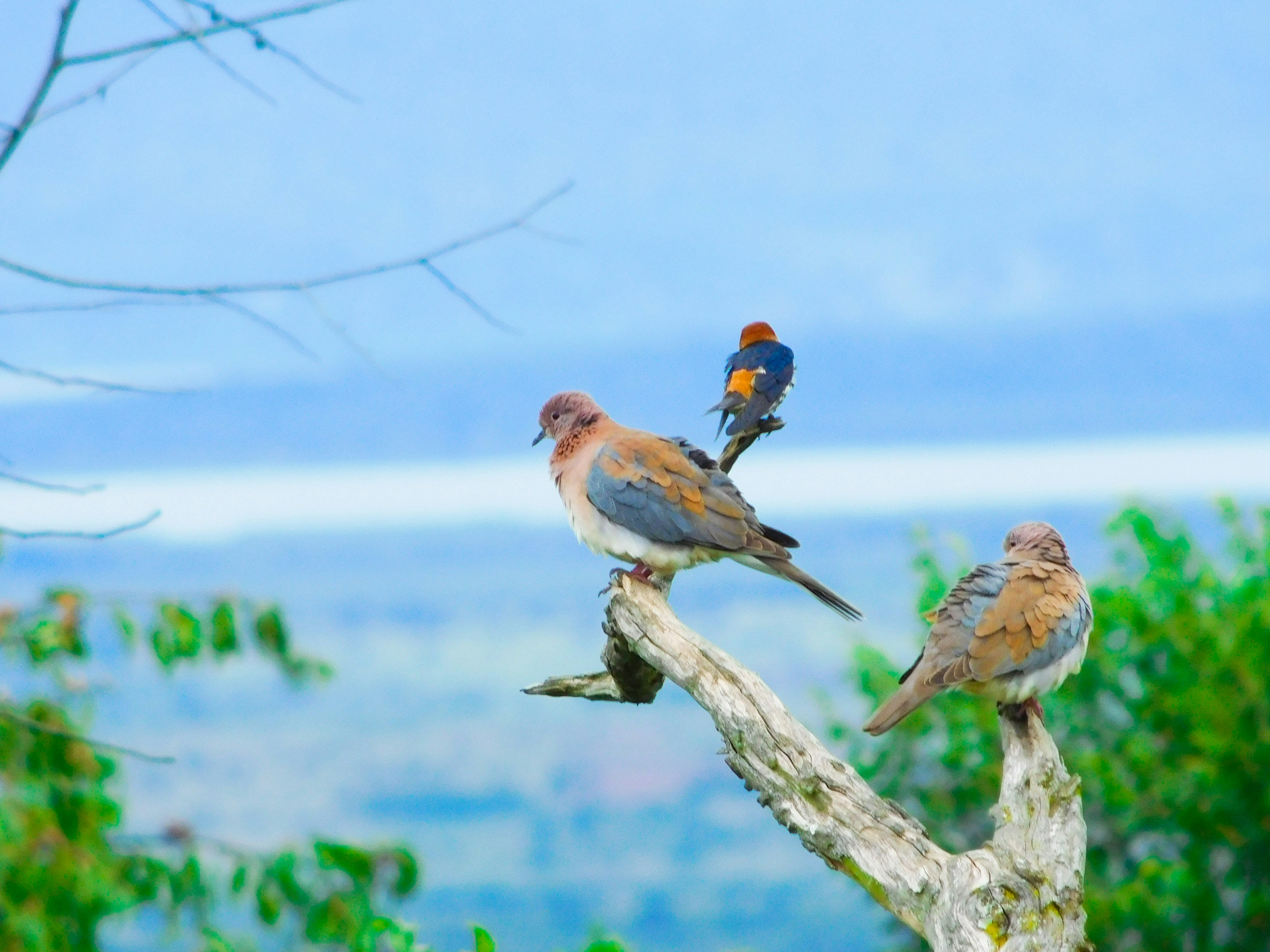 birdwatching in rwanda, birding in rwanda, birds in rwanda, birdlife in rwanda, rwanda birds, bird tours in rwanda