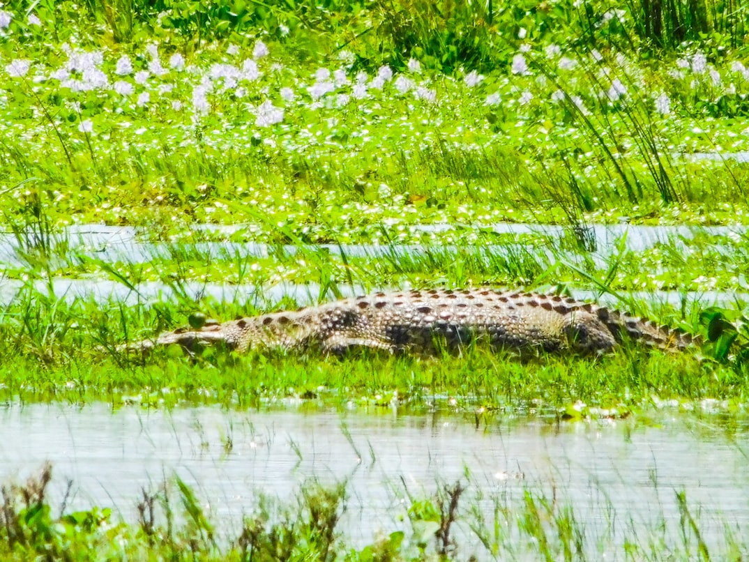 akagera game drive, game drives in akagera national park, wildlife tours in akagera national park, game safari in akagera, tours in akagera national park, tours to akagera park