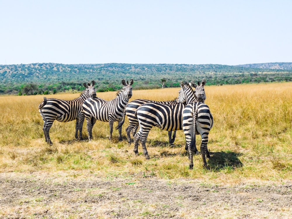 a group of zebras stand in a grassy field