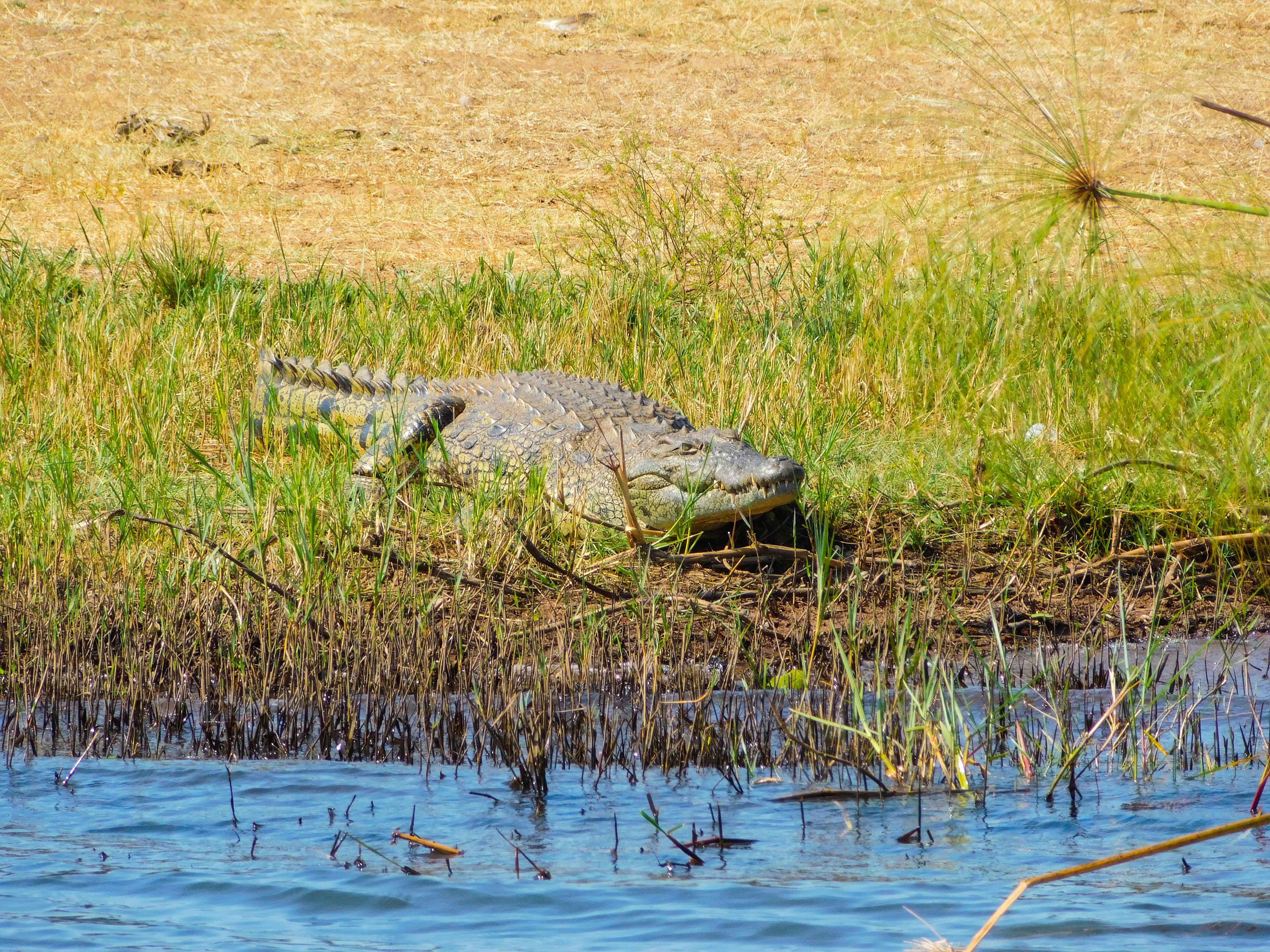 wildlife in rwanda, rwanda's wildlife, wildlife species in rwanda, wildlife safaris in rwanda, rwanda wildlife safaris and tours