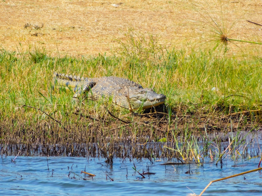 a crocodile in a swamp