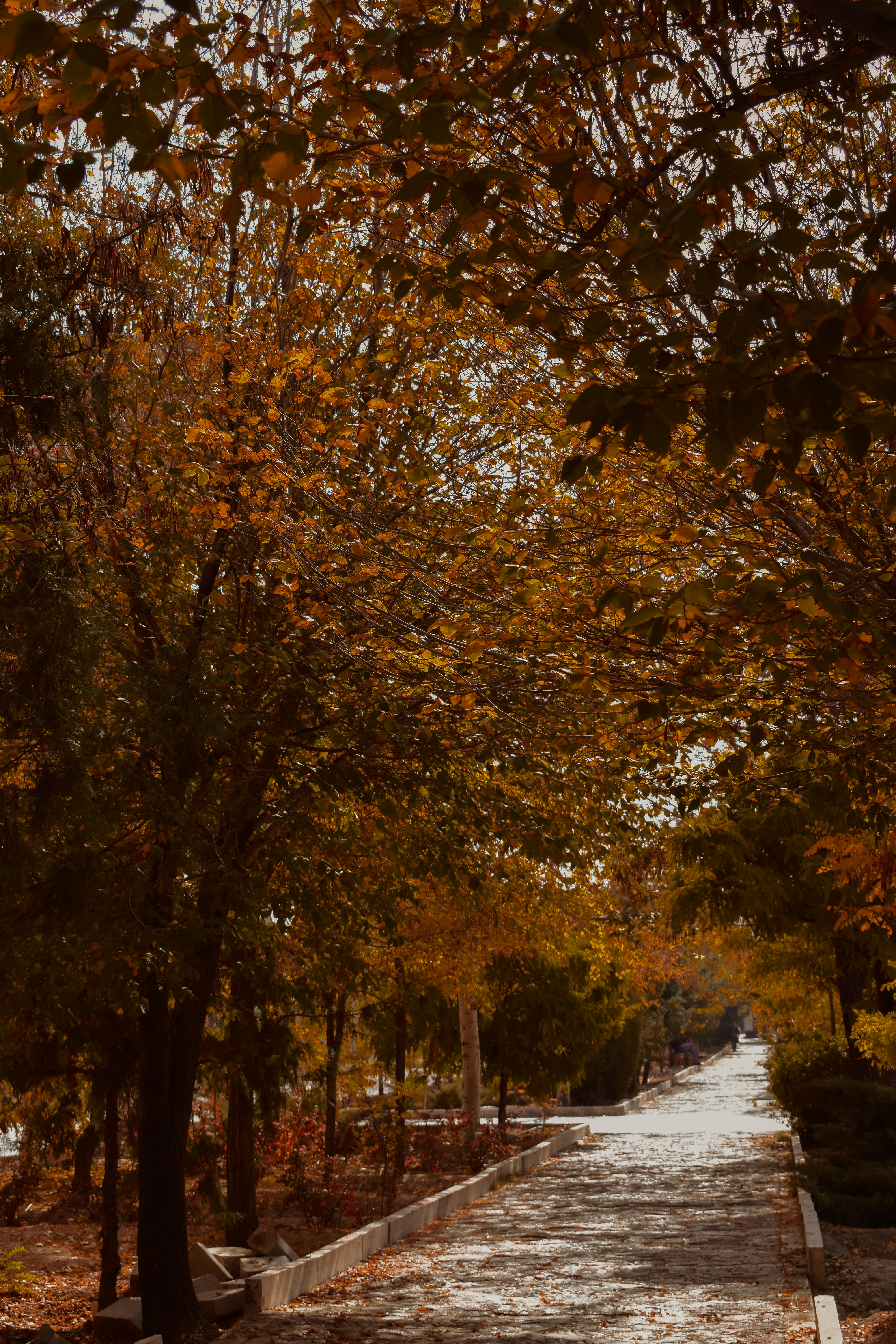 a road with trees on either side