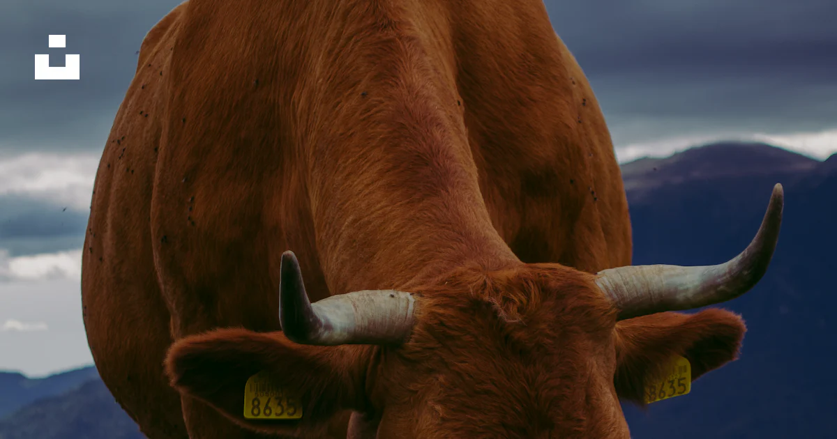 Azuga Image A cow with horns grazing photo – Free Azuga Image on Unsplash