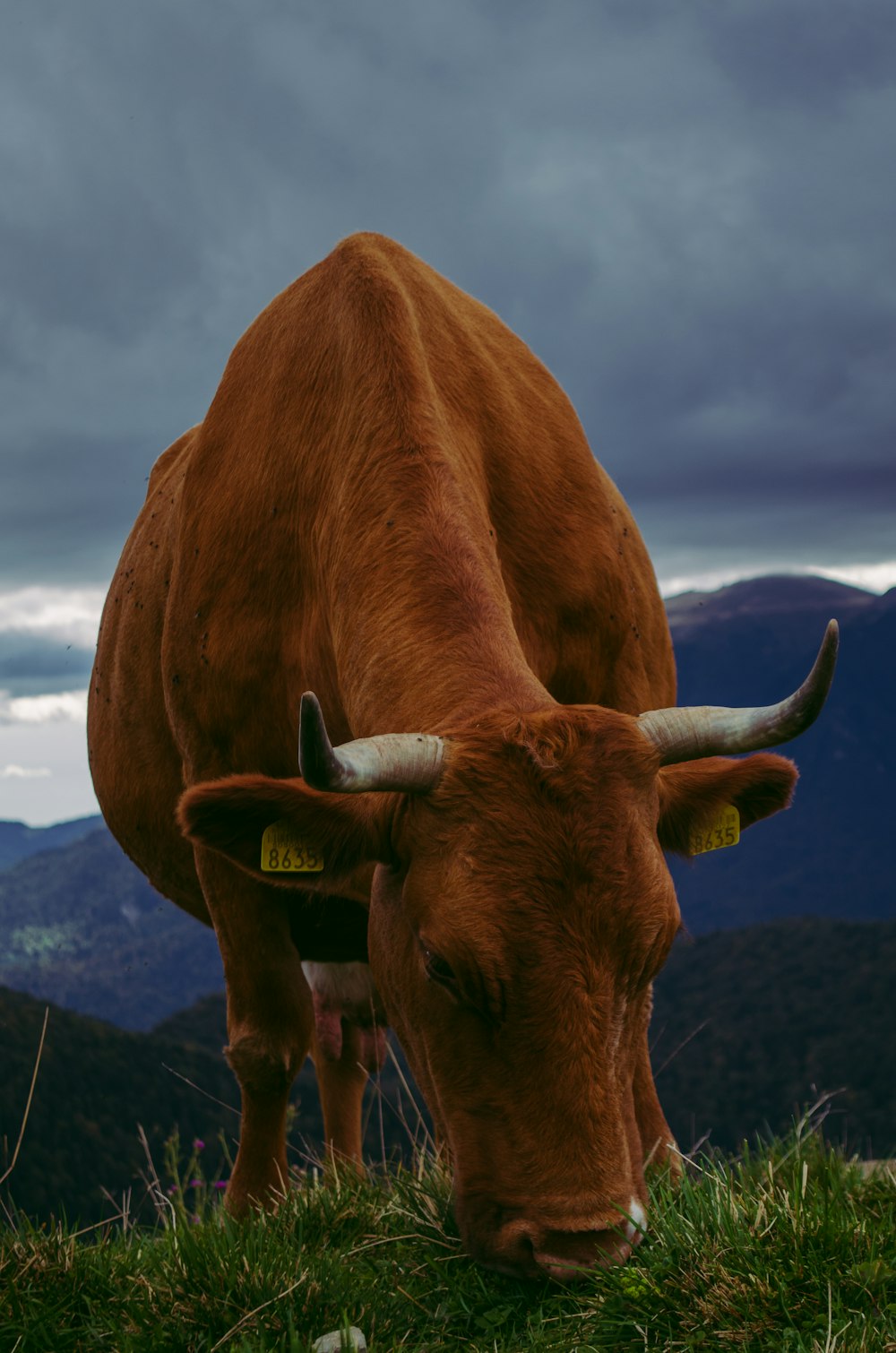 a cow with horns grazing