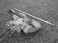 A gentle violin resting on a white lace cloth beside a single white rose.