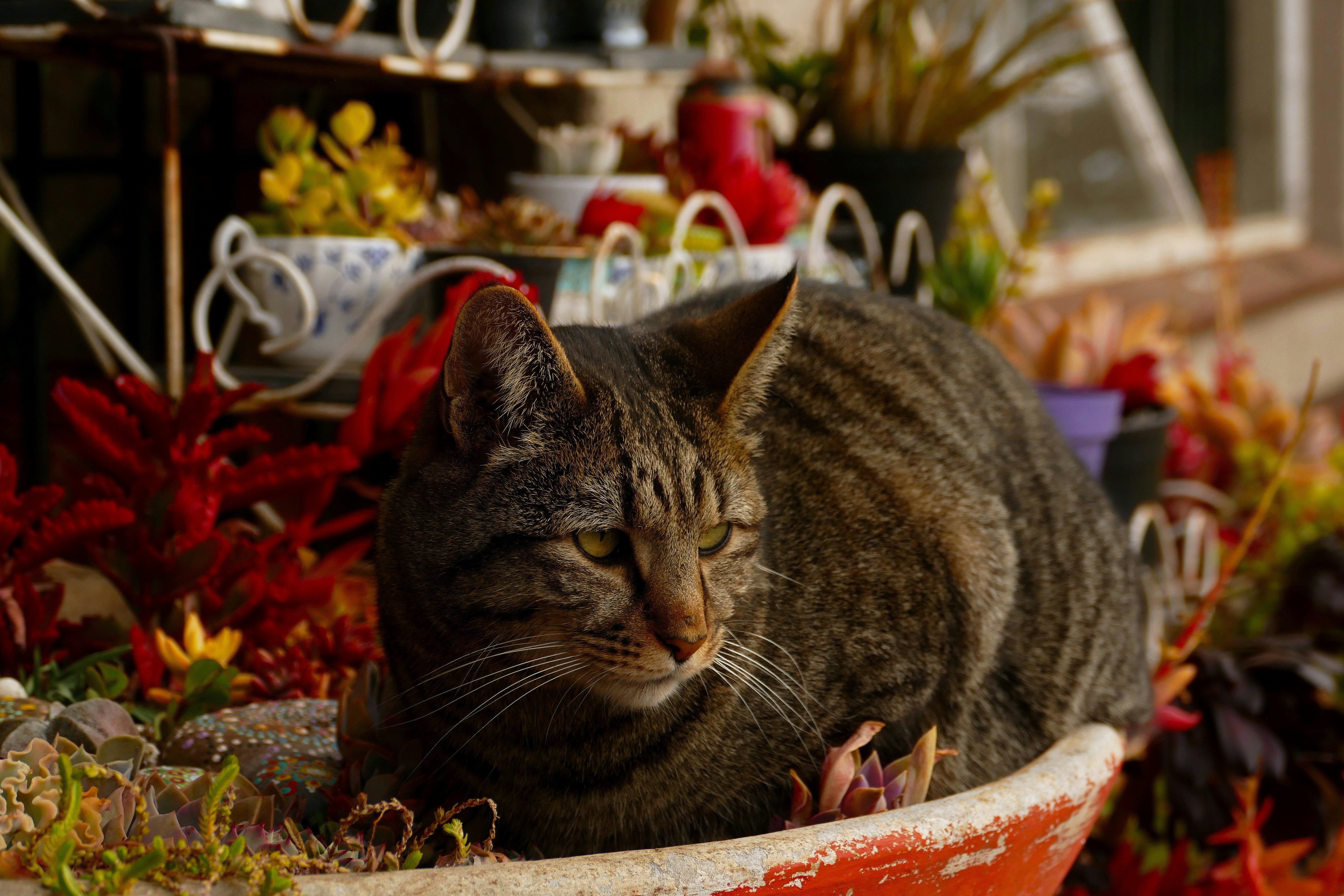a cat sitting in a pot