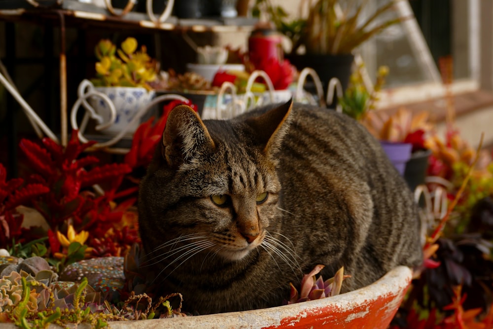 a cat sitting in a pot