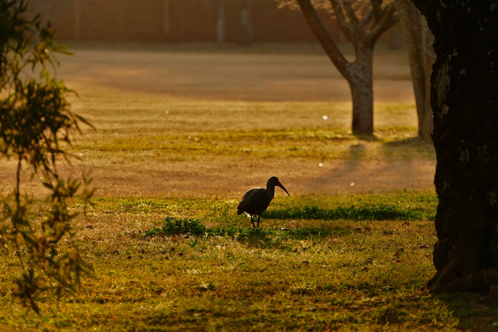 a bird walking on grass